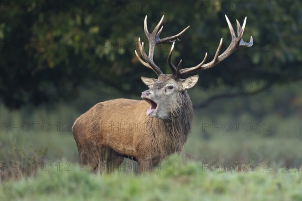 Red deer (Cervus elaphus) adult male stag animal roaring during the rut in autumn, England, United