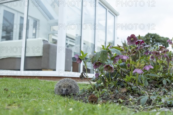 European hedgehog (Erinaceus europaeus) adult animal on a garden grass lawn with a house in the