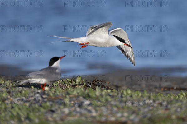 Common Tern (Sterna hirundo), Texel, Netherlands