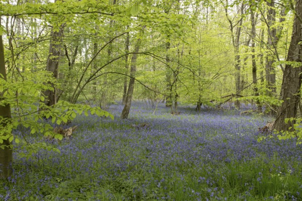 Common or English bluebell (Hyacinthoides non-scripta) carpet of blue wildflowers in a woodland in