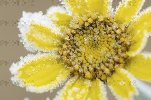 Corn marigold (Glebionis segetum) single yellow wildflower flower covered in frost in winter,