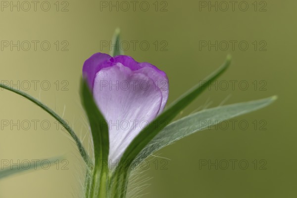 Common corncockle (Agrostemma githago) single pink wildflower flower in summer, England, United