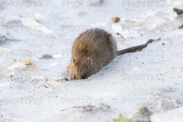 Brown rat (Rattus norvegicus) adult rodent mammal eating seed on frozen ground in winter, England,