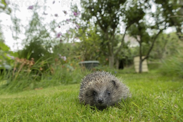 European hedgehog (Erinaceus europaeus) adult mammal walking on a garden grass lawn in summer,