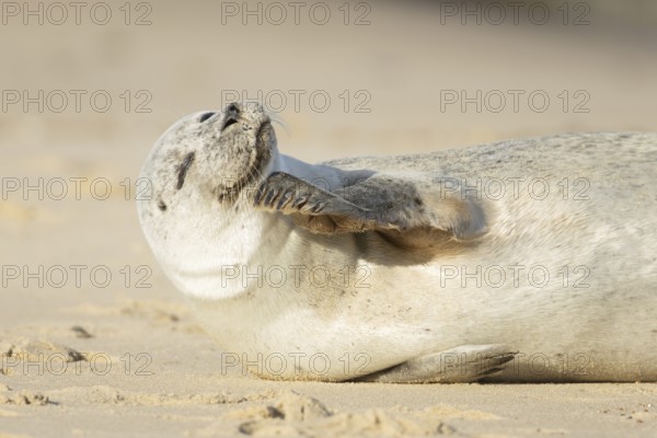Common or Harbour or Habor seal (Phoca vitulina) adult marine mammal on a beach, England, United