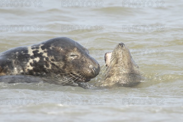 Grey seal (Halichoerus grypus) two adult marine mammals playing in the shallow waves of the sea,