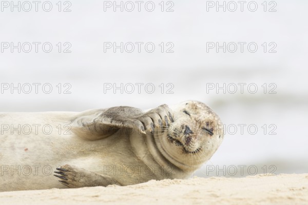 Common or Harbour or Habor seal (Phoca vitulina) adult marine mammal relaxing on a beach, England,