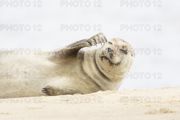 Common or Harbour or Habor seal (Phoca vitulina) adult marine mammal resting on a beach, England,
