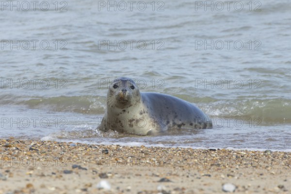 Grey seal (Halichoerus grypus) adult marine mammal relaxing in the shallow waves of the sea,