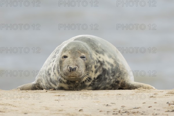 Grey seal (Halichoerus grypus) adult marine mammal sleeping on a seaside beach, England, United