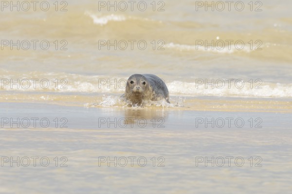 Grey seal (Halichoerus grypus) adult marine mammal in the shallow waves of the sea, England, United