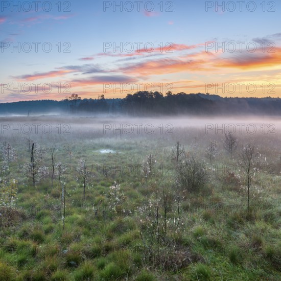 Sunrise in the moor with morning fog, Müritz National Park, Serrahn area, Mecklenburg-Western