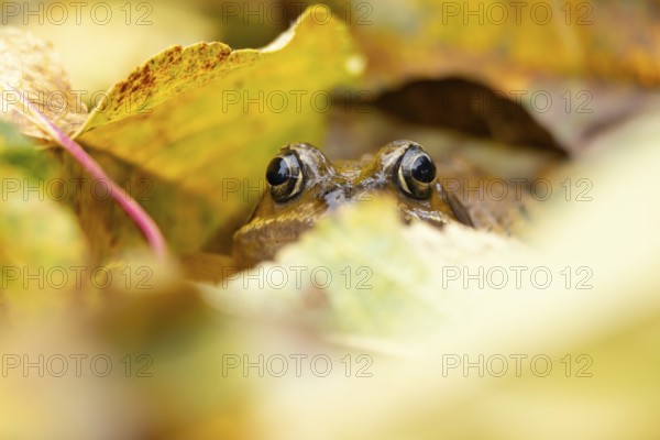 Common frog (Rana temporaria) adult amphibian amongst fallen autumn leaves in a garden, England,