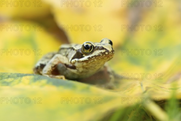 Common frog (Rana temporaria) juvenile baby froglet amphibian on fallen autumn leaves in a garden,