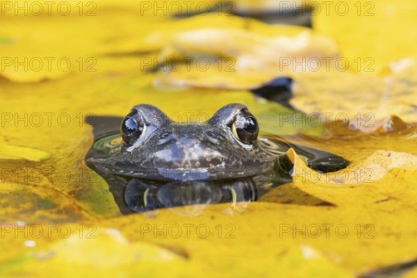 Common frog (Rana temporaria) adult amphibian on the water surface of a garden pond with fallen