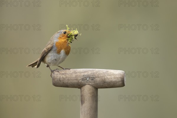 European robin (Erithacus rubecula) adult garden bird with nesting material in its beak on a fork