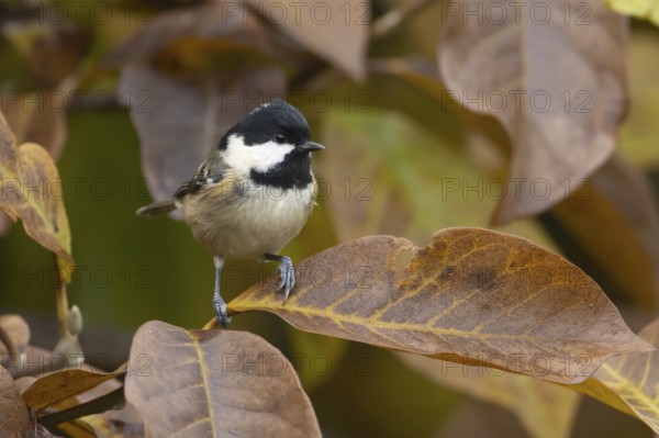 Coal tit (Periparus ater) adult garden bird in a Magnolia tree with autumn colour leaves, England,