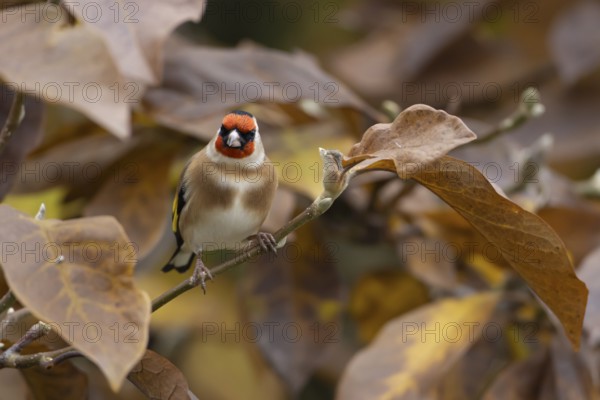 European goldfinch (Carduelis carduelis) adult garden bird in a Magnolia tree with autumn colour