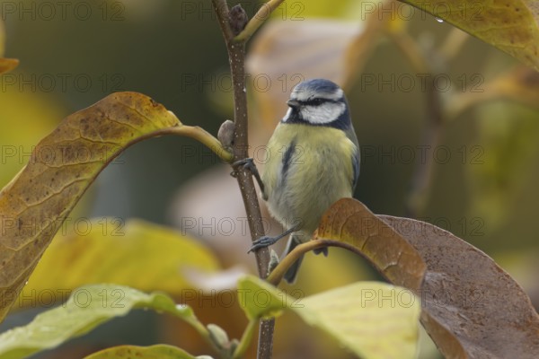 Blue tit (Cyanistes caeruleus) adult garden bird in a Magnolia tree with autumn colour leaves,