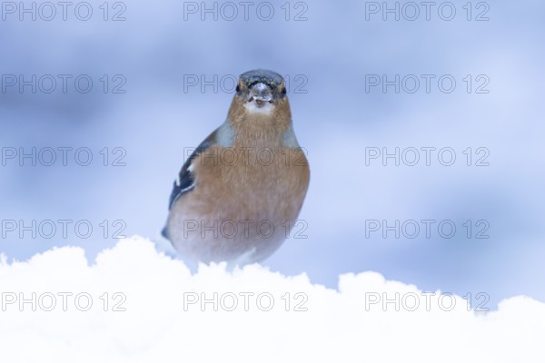 Eurasian chaffinch (Fringilla coelebs) adult male garden bird in snow in winter, England, United