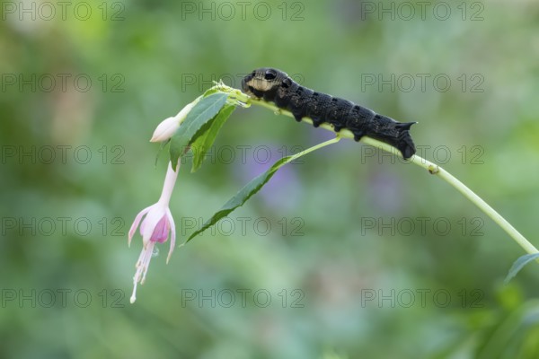 Elephant hawkmoth (Deilephila elpenor) adult moth insect caterpillar or larva on a garden Fuchsia