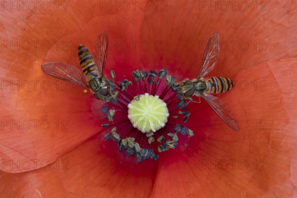 Common hoverfly (Eupeodes corollae) two adult insects feeding on a garden red Common field poppy