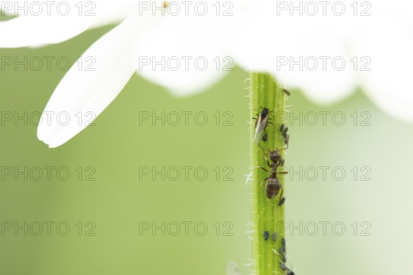 Black bean aphid or Greenfly (Aphis fabae) adult insects and an ant on an Oxeye daisy flower stem