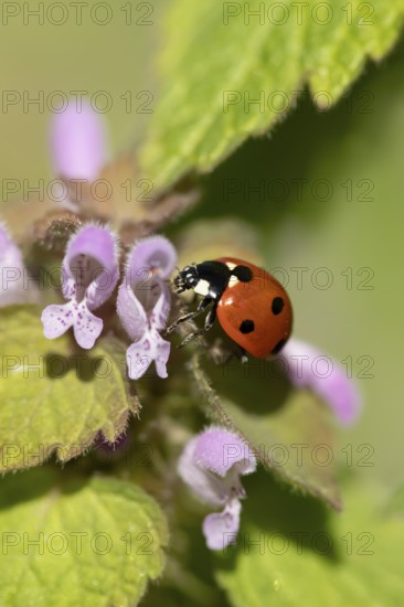 Seven-spot ladybird or Ladybug (Coccinella septempunctata) adult insect on a Red dead nettle plant