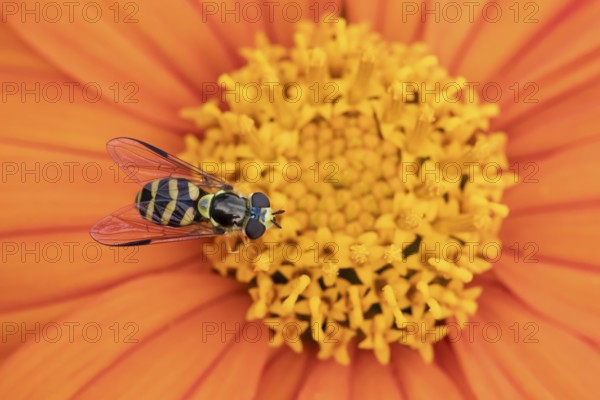Common hoverfly (Eupeodes corollae) adult insect feeding on a garden Mexican sunflower (Tithonia