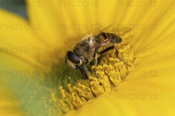 Bumblebee mimic hoverfly (Volucella bombylans) adult insect on a garden yellow flower in summer,