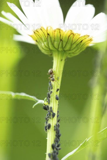 Black bean aphid or Greenfly (Aphis fabae) adult insects and an ant on an Oxeye daisy flower stem