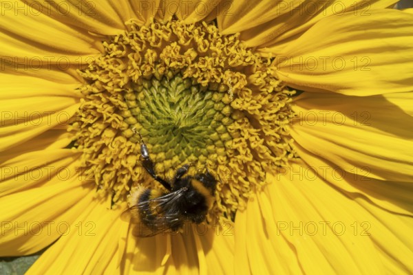 Buff tailed bumblebee (Bombus terrestris) adult bee insect feeding on a garden sunflower flower in