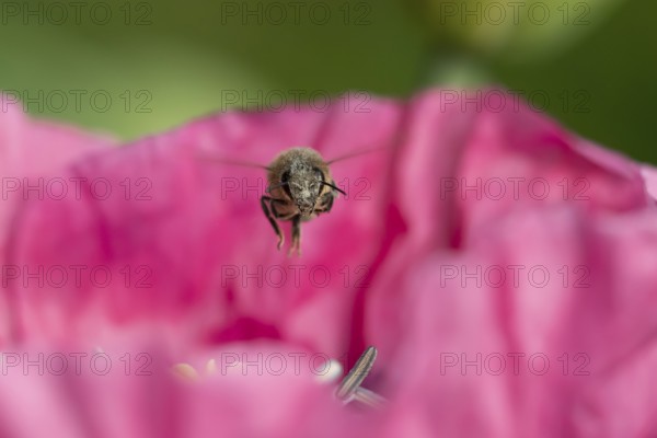 European honey bee (Apis mellifera) adult insect flying over a garden Opium poppy flower in summer,