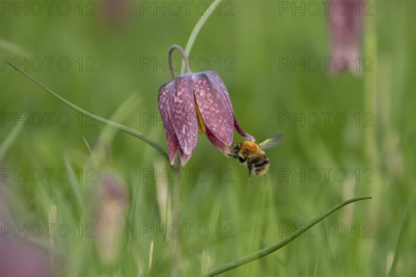 Common carder bumblebee (Bombus pascuorum) adult bee insect flying towards a Snake's head