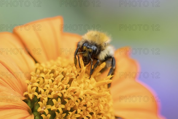 Common carder bumblebee (Bombus pascuorum) adult bee insect feeding on a garden Mexican sunflower