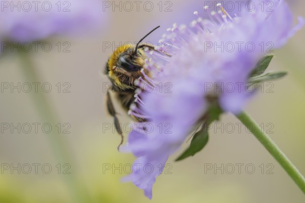 Buff tailed bumblebee (Bombus terrestris) adult bee insect feeding on a Field scabious flower in
