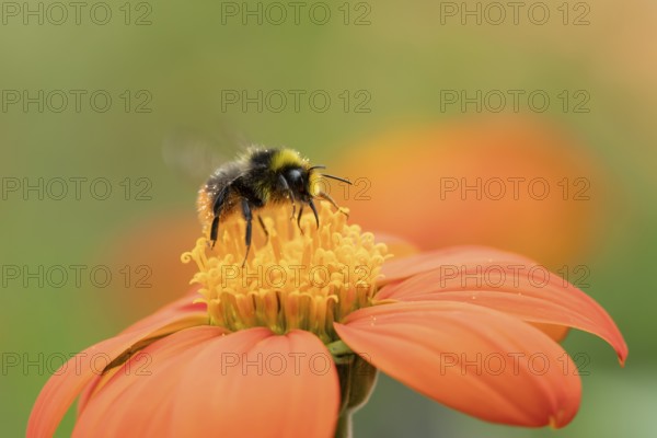 Early bumblebee (Bombus pratorum) adult bee insect feeding on a garden Mexican sunflower (Tithonia