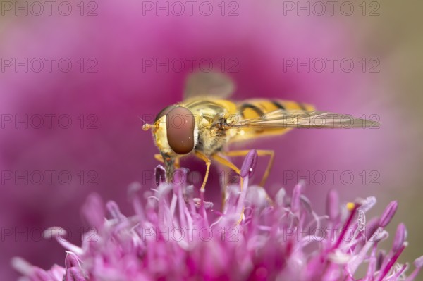 Common hoverfly (Eupeodes corollae) adult insect feeding on a garden purple Allium flower in