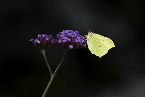 Brimstone butterfly (Gonepteryx rhamni) adult insect feeding on garden Verbena bonariensis flowers