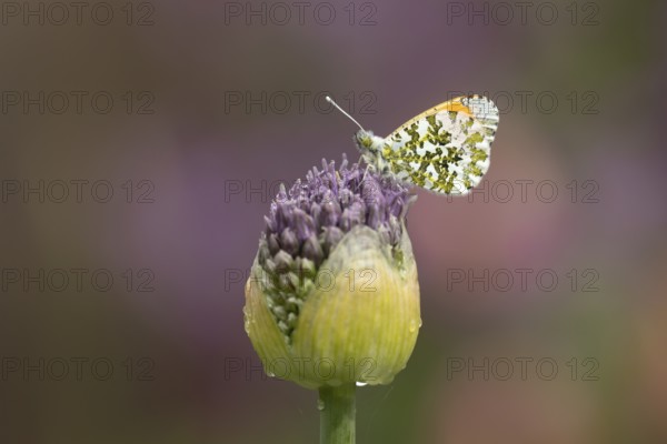 Orange tip butterfly (Anthocharis cardamines) adult insect resting on a garden Allium flower bud in