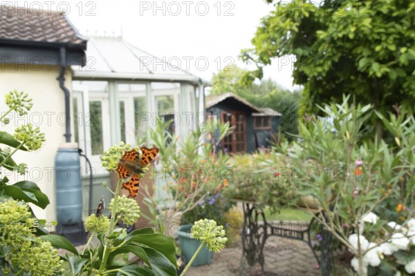 Comma butterfly (Polygonia c-album) adult insect feeding on Ivy flowers in a garden in summer,