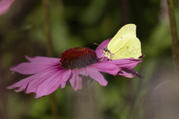 Brimstone butterfly (Gonepteryx rhamni) adult insect feeding on garden purple Coneflower (Echinacea