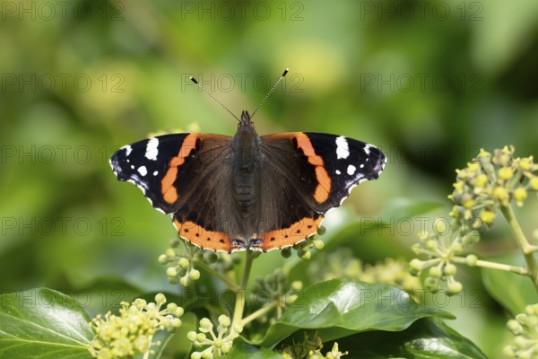 Red admiral butterfly (Vanessa atalanta) adult insect feeding on Ivy flowers in autumn, England,