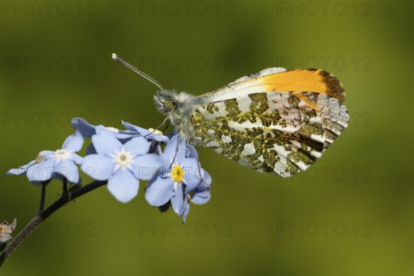 Orange tip butterfly (Anthocharis cardamines) adult insect on a garden blue Forget-me-not flower in