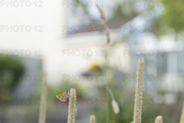 Large skipper butterfly (Ochlodes sylvanus) adult insect resting on a garden grass seed head with