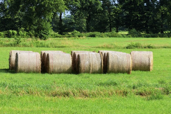 Pressed hay bales, animal feed on a mowed meadow, Schleswig-Holstein, Germany