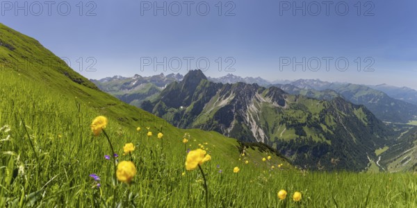 Mountain panorama with troll flowers (Trollius europaeus) from Laufbacher-Eckweg to Höfats 2259m,