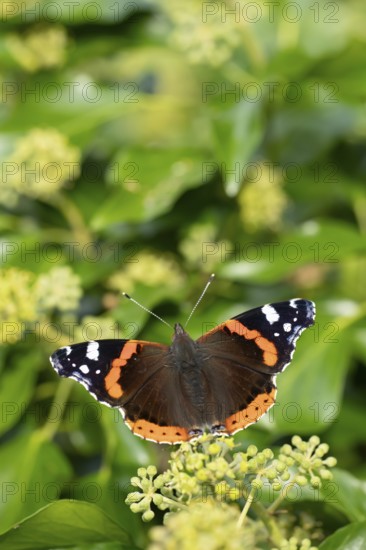 Red admiral butterfly (Vanessa atalanta) adult insect feeding on Ivy flowers in autumn, England,