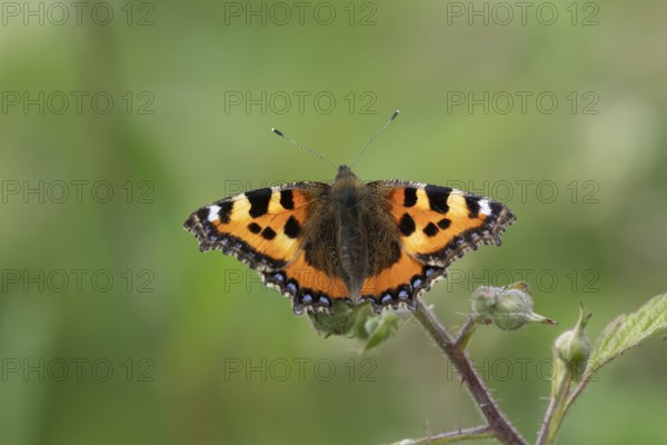 Small tortoiseshell butterfly (Aglais urticae) adult insect feeding on bramble flowers in summer,