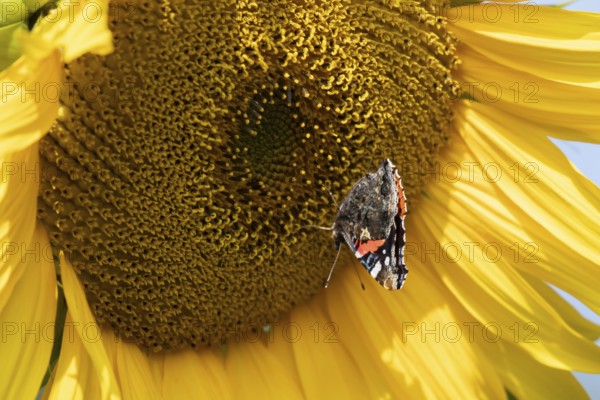 Red admiral butterfly (Vanessa atalanta) adult insect feeding on a garden sunflower flower in